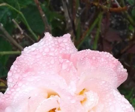 Greenway Manufactured Housing Community 55+