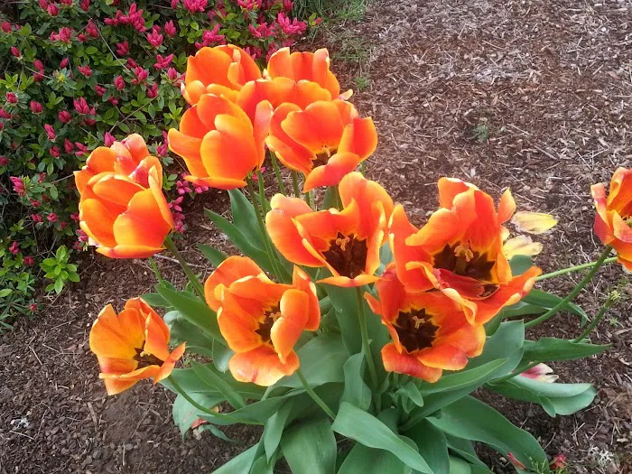 Meadow Creek Village Picture 10