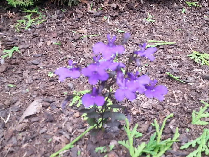 Meadow Creek Village Picture 8