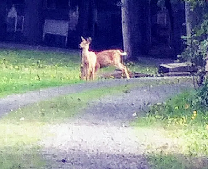 Woods Trailer-Rv Park Picture 10