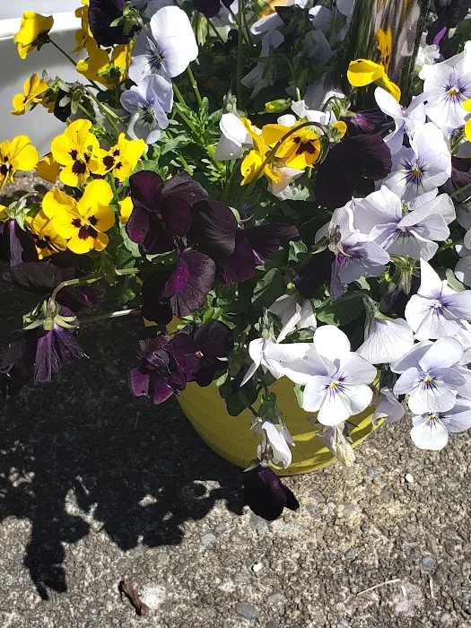 Woods Trailer-Rv Park Picture 2