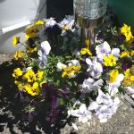 Woods Trailer-Rv Park