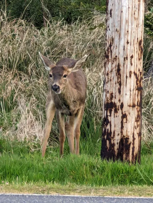 JB's RV Park & Campground Picture 6