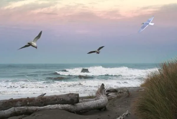 KM Resorts - Ocean Breeze RV Resort Picture 3