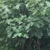 Leisure Manor Estates LLC ico