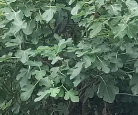 Leisure Manor Estates LLC