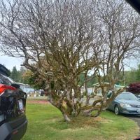 Central Park Mobile Home Community ico