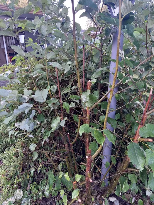 Central Park Mobile Home Community Picture 2