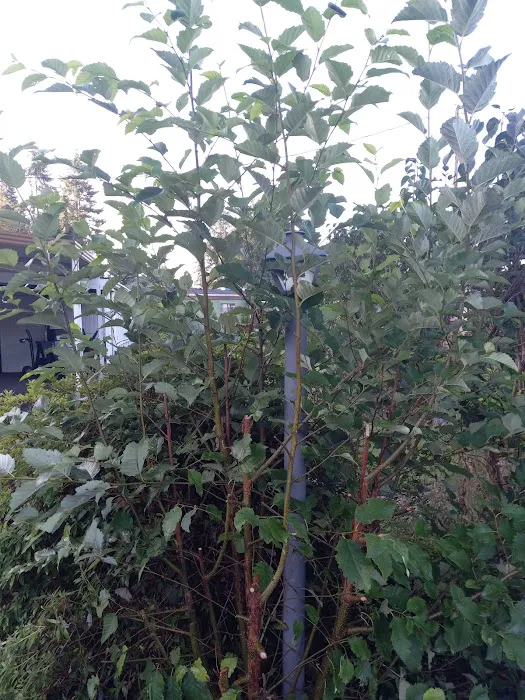 Central Park Mobile Home Community Picture 4