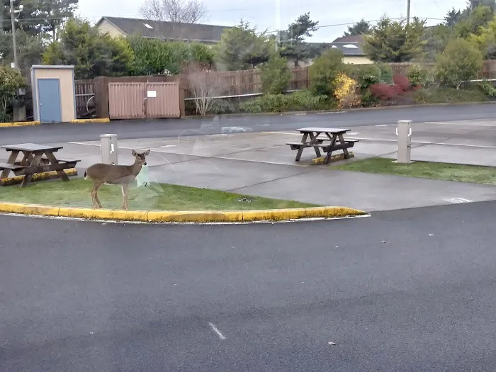 Logan Road RV Park Picture 8