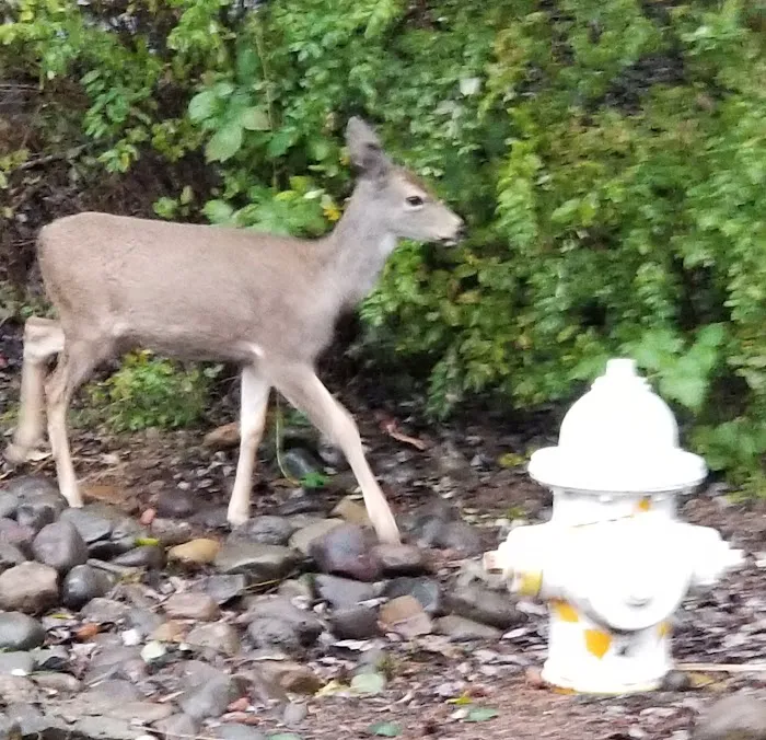 Devils Lake RV Park Picture 7