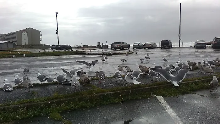 Tree N' Sea, LLC Picture 5