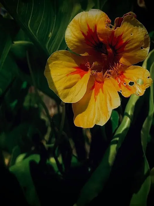 Tree N' Sea, LLC Picture 3