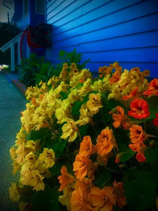 Tree N' Sea, LLC Picture 1