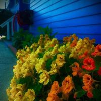 Tree N' Sea, LLC ico