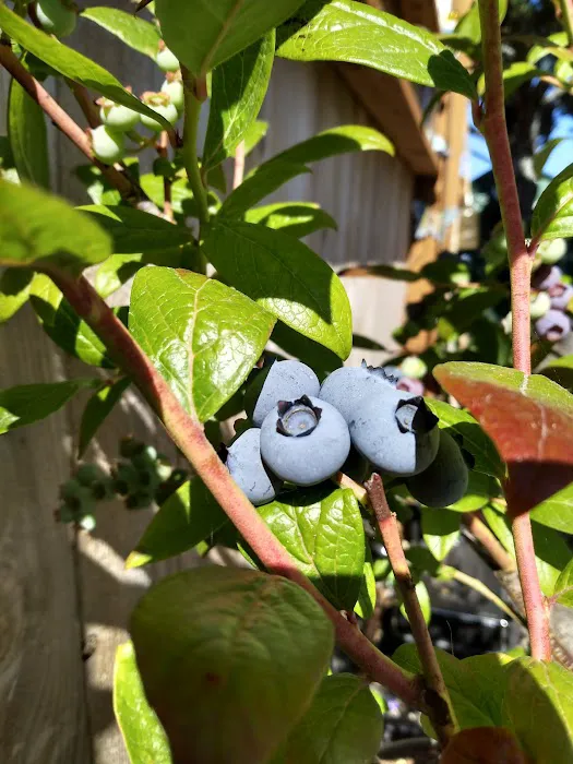 Tree N' Sea, LLC Picture 8