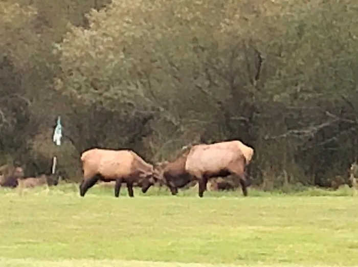 Wapiti RV Park Picture 10