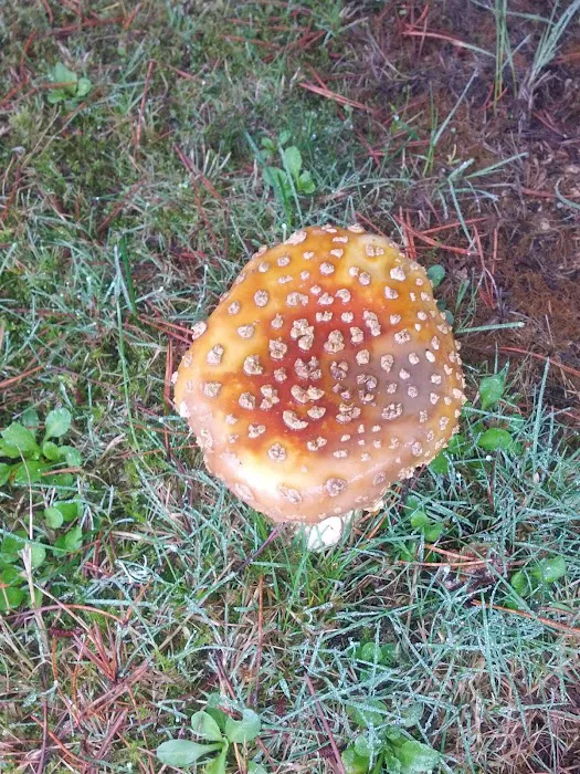 Fogarty Creek RV Park Picture 10