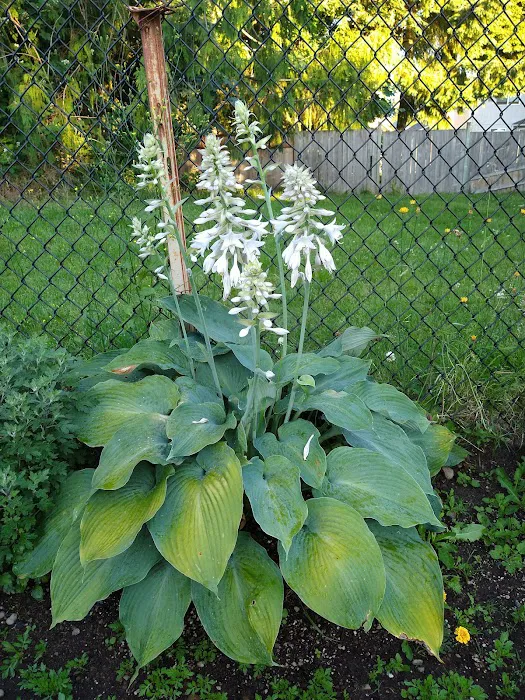 Woodside Manor RV Park Picture 6