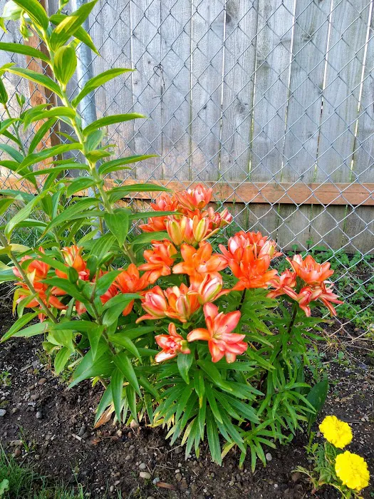 Woodside Manor RV Park Picture 7