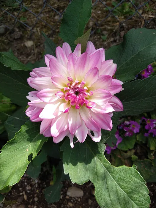 Woodside Manor RV Park Picture 2