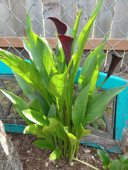 Woodside Manor RV Park Picture 4