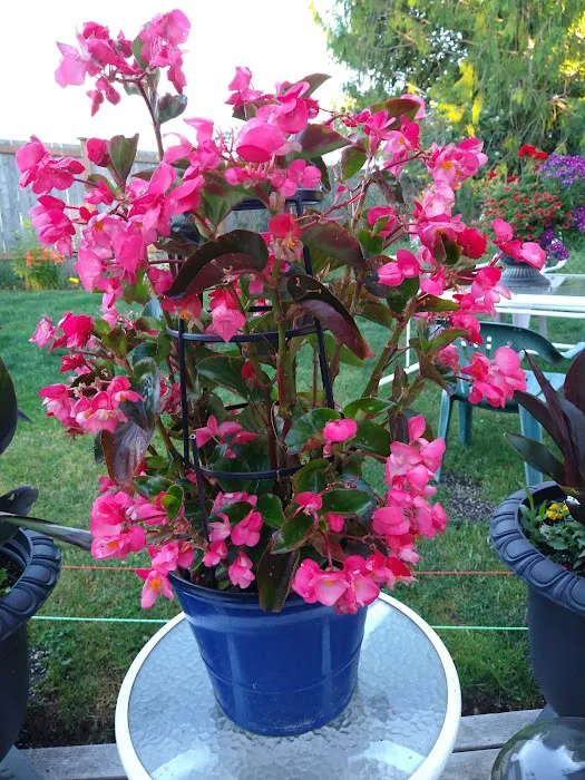 Woodside Manor RV Park Picture 5