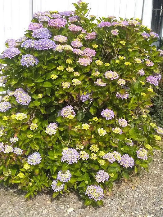 Mobile Manor Picture 4