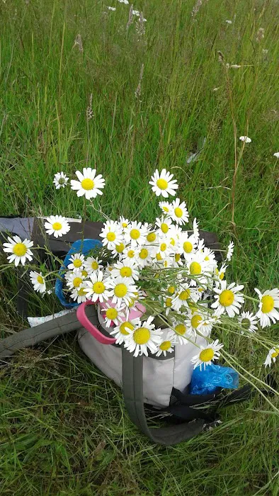 Mobile Manor Picture 3