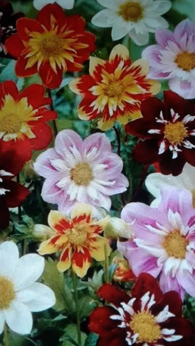 Mobile Manor Picture 1