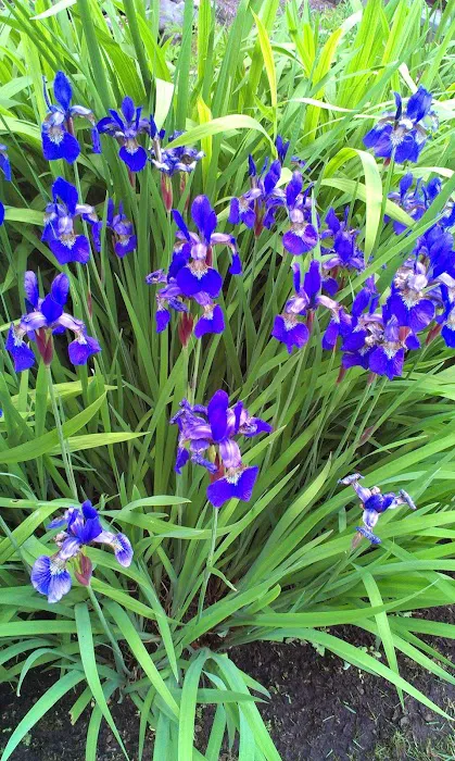 Whispering Pines Mobile Lodge Picture 4