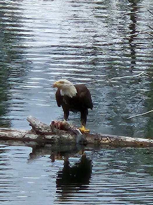 Whispering Pines Mobile Lodge Picture 8