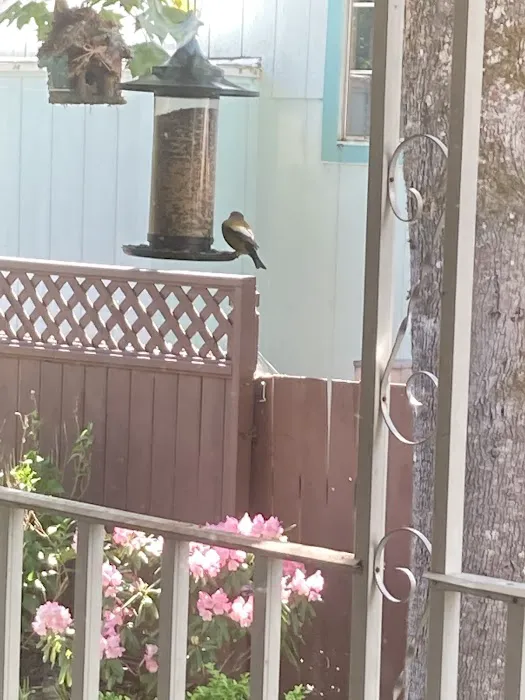 Whispering Pines Mobile Lodge Picture 6