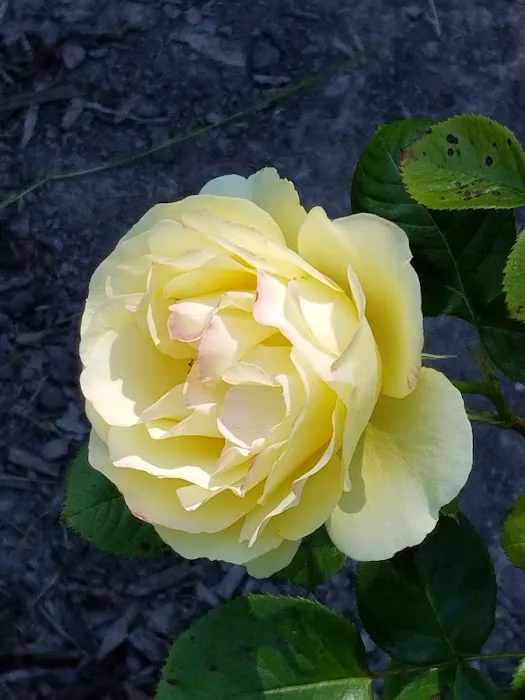 North Star Manufactured Comm Picture 1