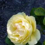 North Star Manufactured Comm