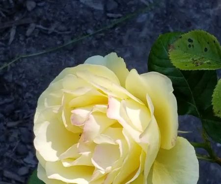 North Star Manufactured Comm