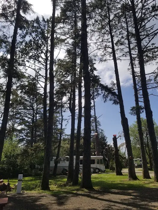 The Driftwood RV Resort and Campground Picture 3