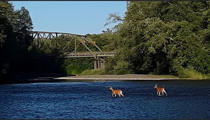 Big Spruce Resort RV Park & Cabin Rental Picture 10