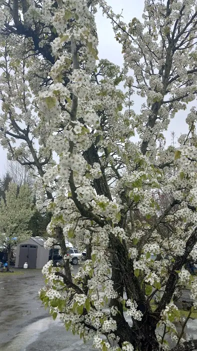 Elma RV Park Picture 2