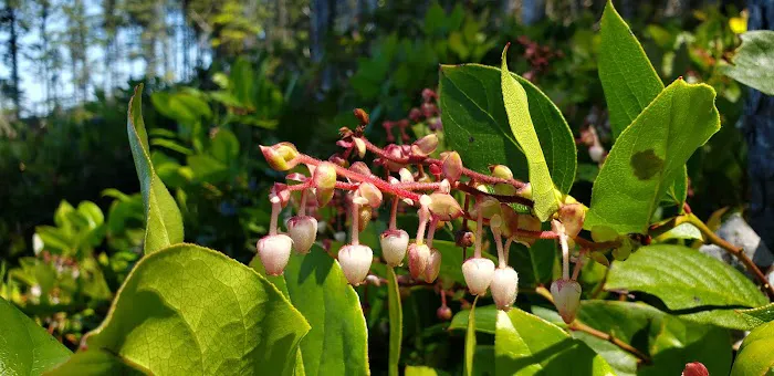 Boiler Bay RV park Picture 2