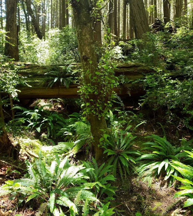 Boiler Bay RV park Picture 7