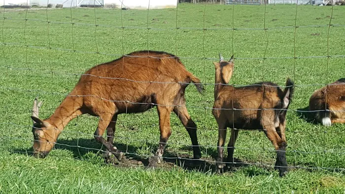 Town & Country Mobile Manor Picture 8