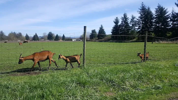 Town & Country Mobile Manor Picture 10