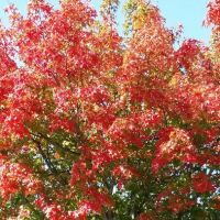 Meadowbrook Mobile Home Park ico