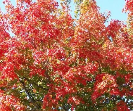 Meadowbrook Mobile Home Park