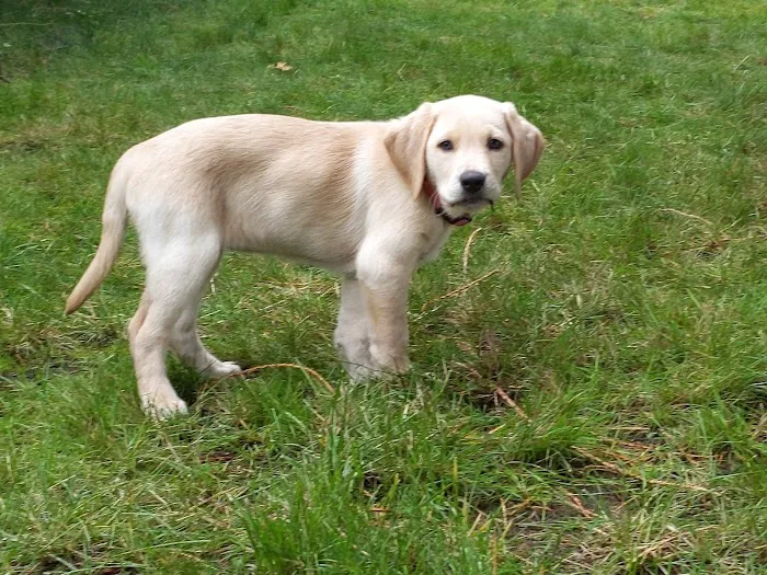 Mountain Villa Estates 55+ Community Picture 6