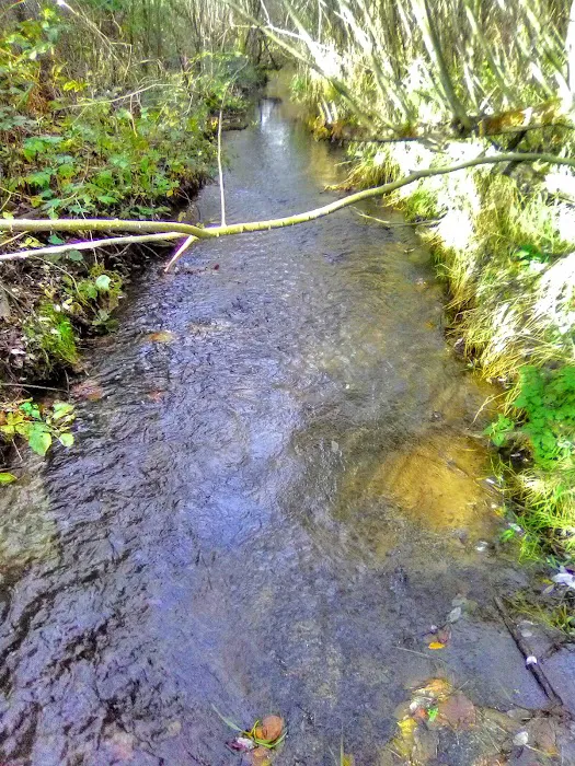 Summerville Estates Picture 5