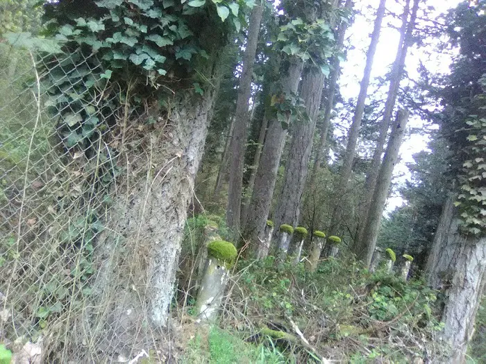 Summerville Estates Picture 4