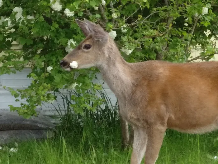 Highland View Mobile Estates Picture 7