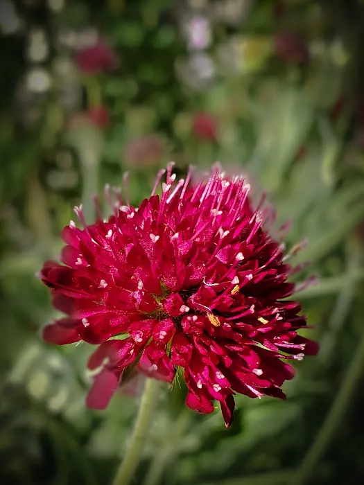 Corvallis Mobile Home Park Picture 3